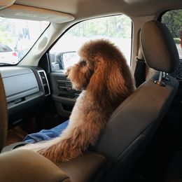 Goldendoodle Puppies from Labradoodleday