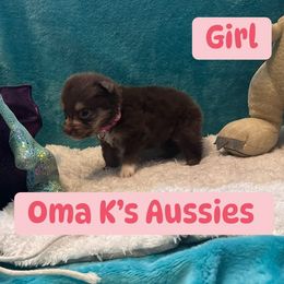 Australian Shepherd Puppies from Oma K’s Aussies