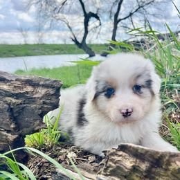 Templeton - with tail - Blue merle male Australian Shepherd puppy in Kentland, Indiana from Pine Grove Aussies