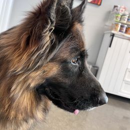 Paula - German Shepherd