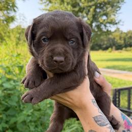 Blue boy - Chocolate male Labrador Retriever puppy in Conway, Missouri from Ozark Mountain Kennel