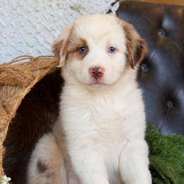 Dayla- Has Tail and Videos - Red merle female Australian Shepherd puppy in Troy, South Carolina from Lana Corley- Australian Shepherds of 3/W Farms