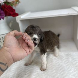 Sheepadoodle Puppies from Smokey Mountain Sheepadoodles