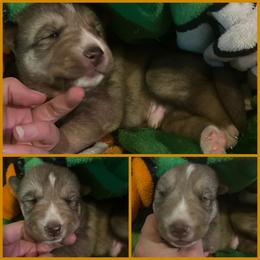 Copper brown collar boy - Red and white male Siberian Husky puppy in Wheeling, West Virginia from Powells Huskies