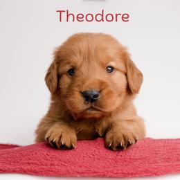 Theodore - Dark golden male Golden Retriever puppy in Buhl, Idaho from Atkinson's Goldens