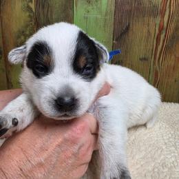 Dk Blue Collar - Blue male Australian Cattle Dog puppy in Riverton, Utah from Rundown Ranch Cattle Dogs