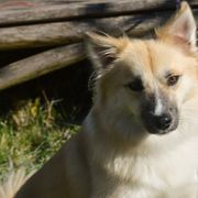 Icelandic Sheepdogs from Hawkspar Icelandic Sheepdogs