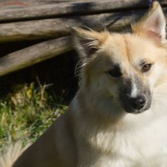 Icelandic Sheepdogs from Hawkspar Icelandic Sheepdogs