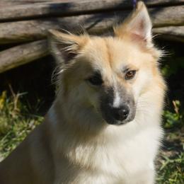 Icelandic Sheepdogs from Hawkspar Icelandic Sheepdogs