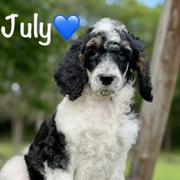 July - Parti male Poodle puppy in Lancaster, Minnesota from Richardville Hunde