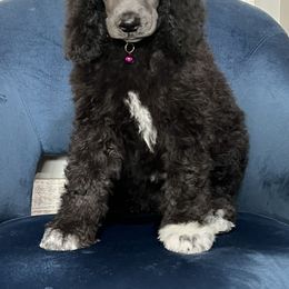 Karlie Girl 5 - Silver Poodle puppy in Bristol, Virginia from Schrute Farms Standard Poodles