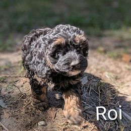 Roi - Brown and tan male Cockapoo puppy in Sunset, Louisiana from Cano Cockapoos