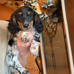 Boy 3 - Piebald male Dachshund puppy in Aurora, Missouri from Baker Farms