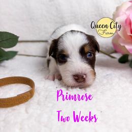 Primrose - Red tri-color female Australian Shepherd puppy in Falmouth, Kentucky from Queen City Farm