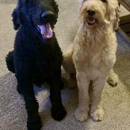 Goldendoodles from Coleman doodles North Texas