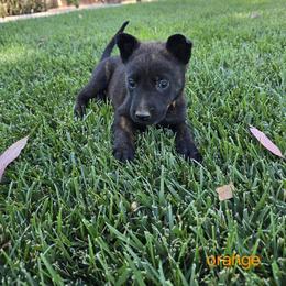 Dutch Shepherd Puppies from C’los Belgian/dutch shepherds