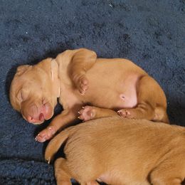 Vizsla Puppies from Ann's Vizslas
