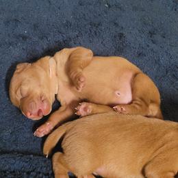 Vizsla Puppies from Ann's Vizslas