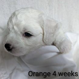 Boy 2 - White male Bichon Frise puppy in Towson, Maryland from Baltimore Bichons, Inc.