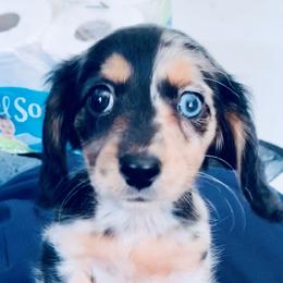 Dachshund Puppies from Meldox