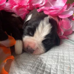 Saint Bernard Puppies from Fletchers Saints