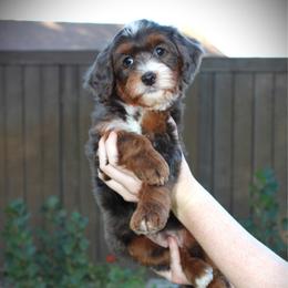 Opal - Blue merle female Bernedoodle puppy in Eagle Mountain, Utah from Fur Real Puppies.