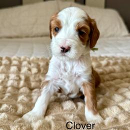 Clover - Red  female Goldendoodle puppy in Orangevale, California from Ugly Dad Doodles