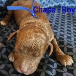 Chase - is on the case - Red male Labradoodle puppy in Phelan, California from Family Doodles