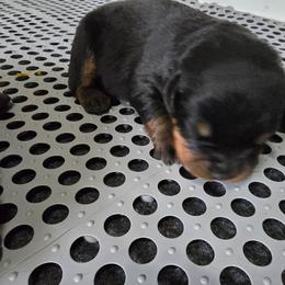 Mini - Black and mahogany female Rottweiler puppy in Salt Lake City, Utah from Snubnose Rottweilers LLC