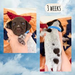 Boy-light blue - White and liver male German Shorthaired Pointer puppy in Macclenny, Florida from Dillon's GSPs