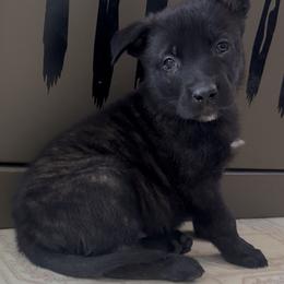 Orange Collar Male - Brindle male Belgian Malinois puppy in Palmyra, Maine from Maine Working Dogs