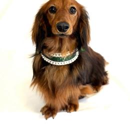Kira - Dachshund