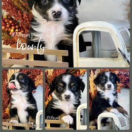 4 - Bounty - Black tri male Miniature American Shepherd puppy in Huntington, Texas from JKKJ Farms