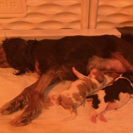 Cavalier King Charles Spaniel Puppies from Mystic Cavaliers & Cavapoos