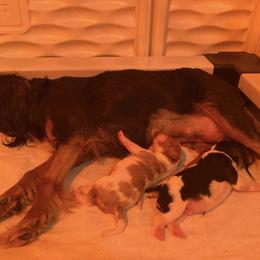 Cavalier King Charles Spaniel Puppies from Mystic Cavaliers & Cavapoos