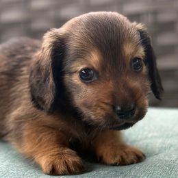 Oakley - Red male Dachshund puppy in Salem, Oregon from Longdox Mini Dachshunds