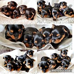 Yorkshire Terrier Puppies from York Terrier Treasures