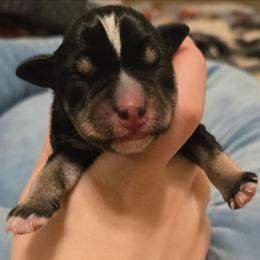 Ludwig - Black and silver male Miniature Schnauzer puppy in Graham, Washington from Kristy's French Bulldogs & Mini Schnauzers