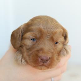 Yellow - Caramel red female Australian Labradoodle puppy in Williamstown, New York from Lewis Manor Labradoodles