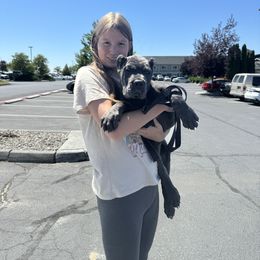 Cane Corso Puppies from KingWood Cane Corso
