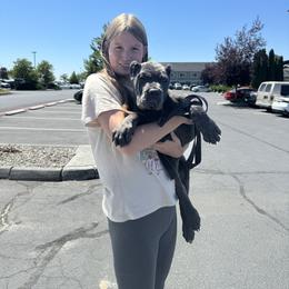 Cane Corso Puppies from KingWood Cane Corso