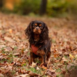 Coffee - Cavalier King Charles Spaniel