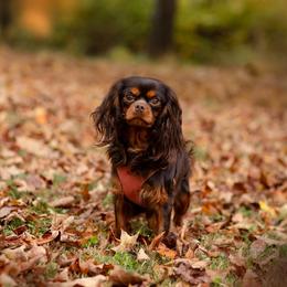 Coffee - Cavalier King Charles Spaniel