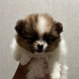 Winifred - Orange parti Pomeranian puppy in Eastover, North Carolina from Tea-Cake Pomeranians of The Carolinas