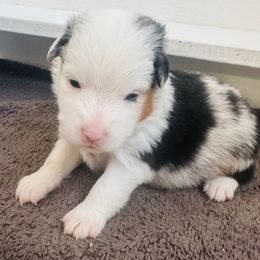 Banks - Blue merle male Toy Australian Shepherd puppy in Norco, California from Joyfulpuppies
