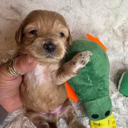 Luis - Red male Maltipoo puppy in West Jordan, Utah from Mid Sized Maltipoos and More LLC