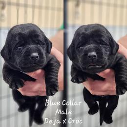 Blue Collar - Black male Labrador Retriever puppy in Boyd, Minnesota from Lindley Labradors