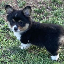 Pembroke Welsh Corgi Puppies from Ok Puppy Korral