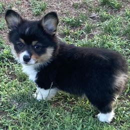 Pembroke Welsh Corgi Puppies from Ok Puppy Korral