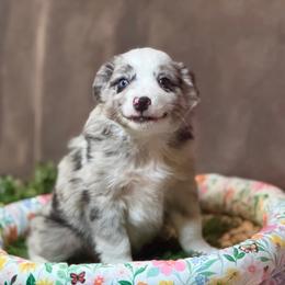 Palmer - Blue merle male Miniature Australian Shepherd puppy in California from Eagle River Aussies